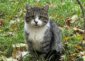 Бориска - кот с Пречистенки