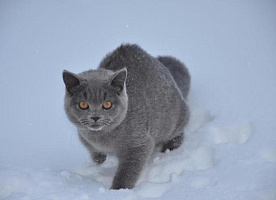 ищем любящих родителей своим котятам