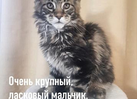 Котята мейн-кун 