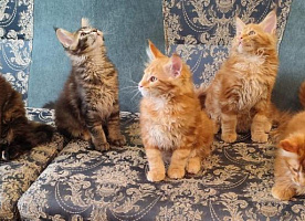Котята Мейн-кун