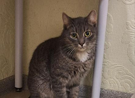 Котики Сержик и Ёжик в добрые руки